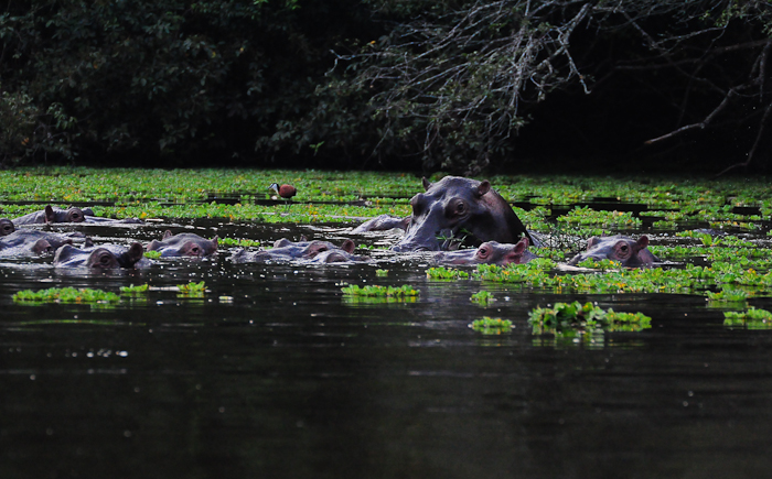 367 - Hippos Lake Mburo DSC_1205